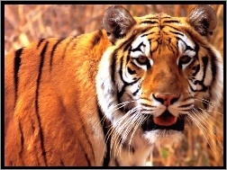 Oczy, Spojrzenie, Tygrysa